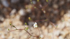 Nemacladus sigmoideus