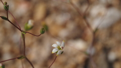 Nemacladus sigmoideus