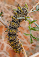 Vanessa virginiensis