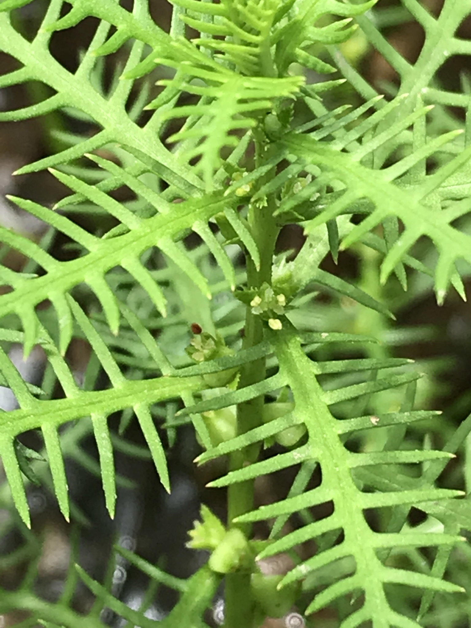 Proserpinaca