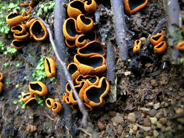 Korfiella