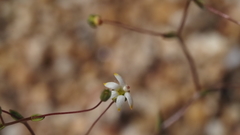 Nemacladus sigmoideus