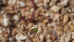 Nemacladus sigmoideus