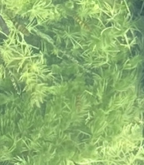 Hydrilla verticillata