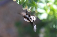 Bombylius anthophilus