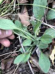 Rudbeckia fulgida spathulata