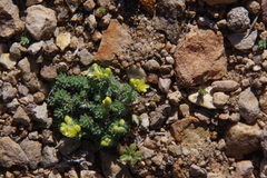 Cusickiella quadricostata