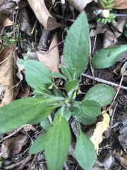Rudbeckia fulgida spathulata
