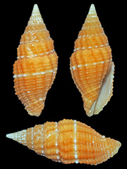 Vexillum crocatum