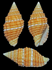Vexillum crocatum