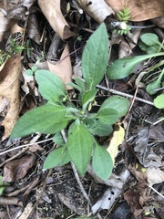 Rudbeckia fulgida spathulata
