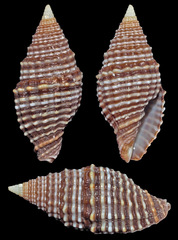 Vexillum crocatum