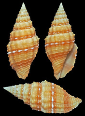 Vexillum crocatum