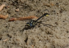 Hylogomphus apomyius