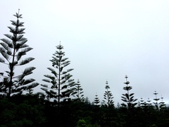 Araucaria heterophylla