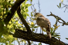 Accipiter cooperii