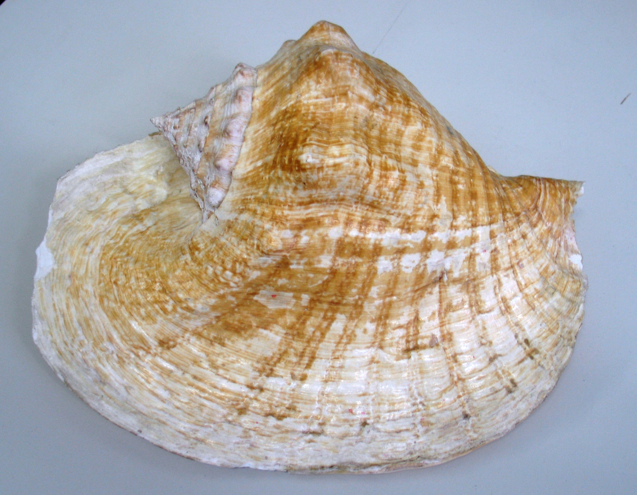Goliath conch (Titanostrombus goliath) · iNaturalist