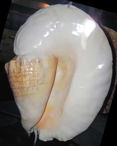 Goliath conch (Titanostrombus goliath) · iNaturalist
