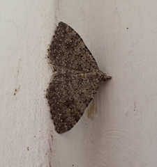 Helastia semisignata