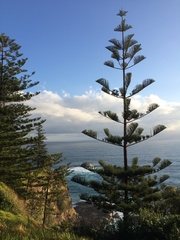 Araucaria heterophylla