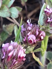 Trifolium amoenum