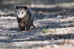 Didelphis virginiana