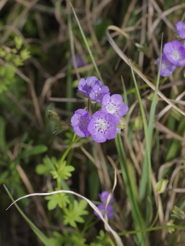 Smooth phacelia (Phacelia glabra)