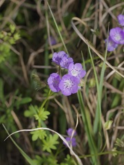 Phacelia hirsuta