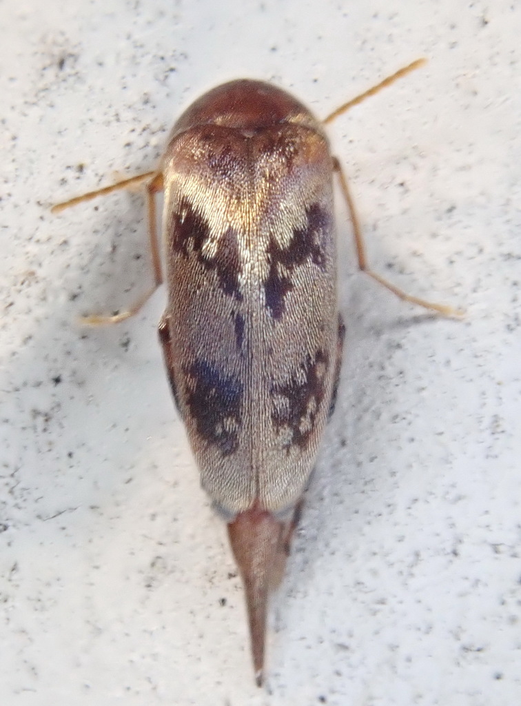 Mordellistena masoni