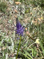 Phyteuma betonicifolium