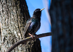 Sturnus vulgaris