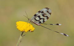 Nemoptera sinuata