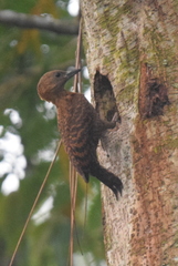 Micropternus brachyurus