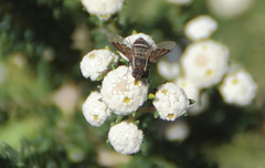 Hemipenthes differens