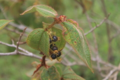 Miconia rubra