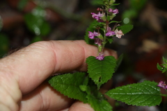 Teucrium argutum