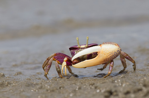 West African Fiddler Crab, photo 2 of 10
