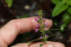 Teucrium argutum