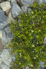 Pseudanthus orientalis