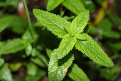 Teucrium argutum