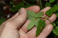 Teucrium argutum