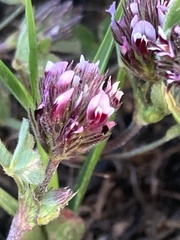 Trifolium amoenum