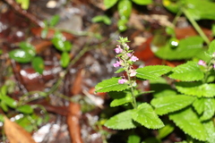 Teucrium argutum