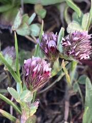 Trifolium amoenum