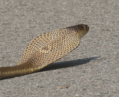 Naja kaouthia