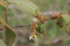 Miconia rubra