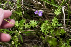 Phacelia hirsuta