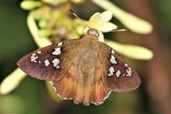 Nascus phocus