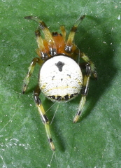 Bijoaraneus komachi