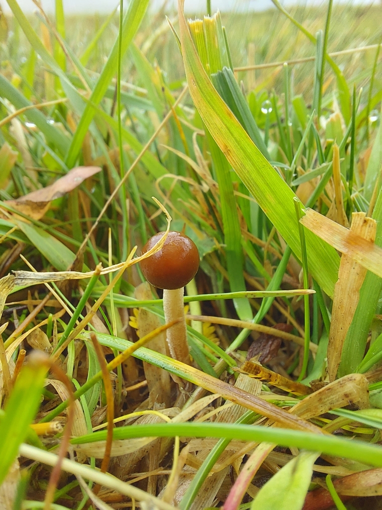 Mower's Mushroom from Pintag, Ecuador on April 09, 2022 at 11:08 AM by ...